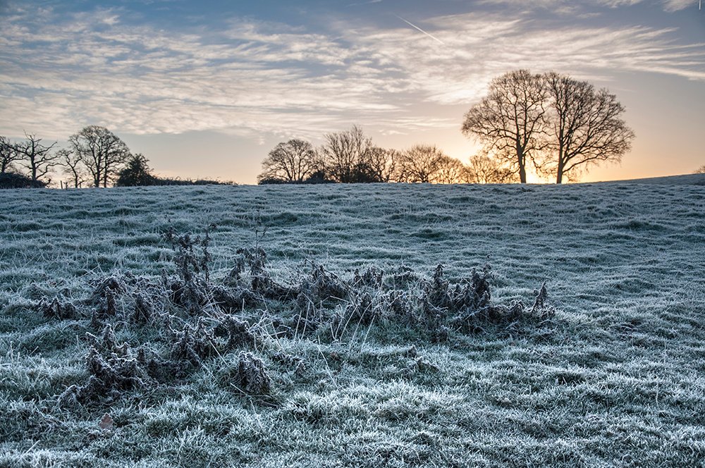 Frost Landscape