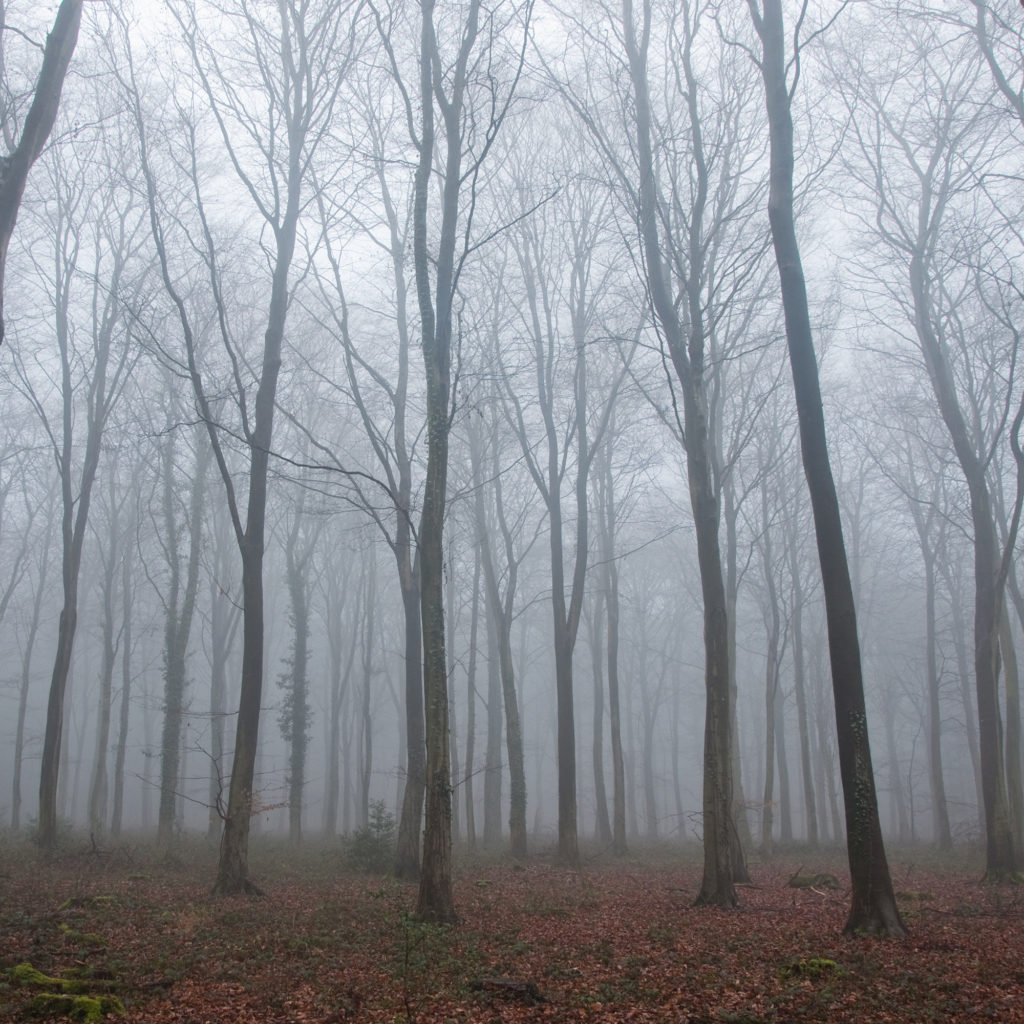 Cloudy woodland Summer Landscape Photography