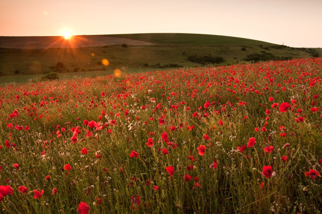 Summer Photography - Flowers